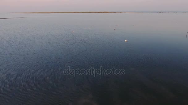 Lanzamiento aéreo de gaviotas nadando en el agua del Mar Negro y volando al atardecer — Vídeos de Stock
