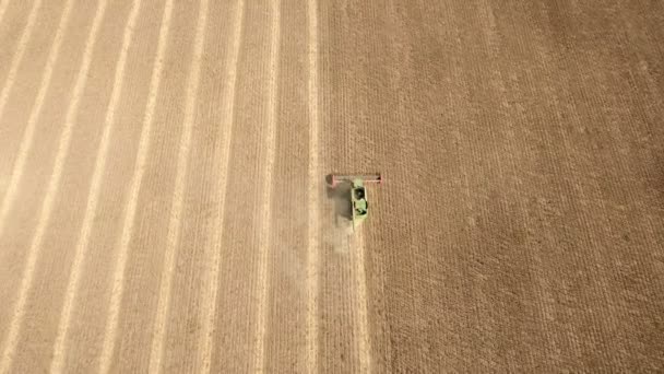 A high flying drone flies after of a combine harvester raking sunflower. — Stock Video