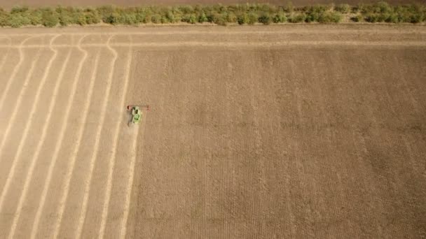 En högt flygande drönare flyger efter av en combine harvester samlande solros. — Stockvideo