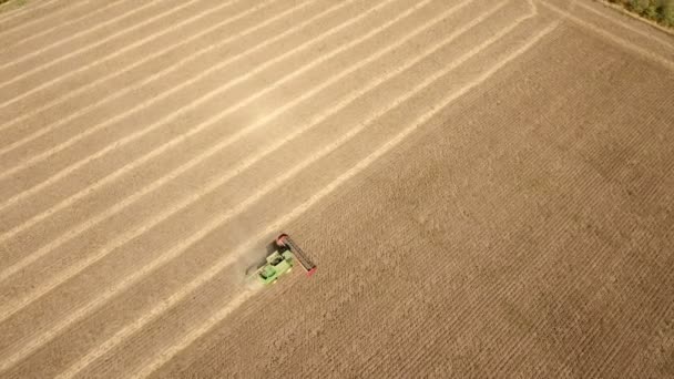 Een hoog vliegende drone vliegt over van een combine harvester verzamelen zonnebloem. — Stockvideo