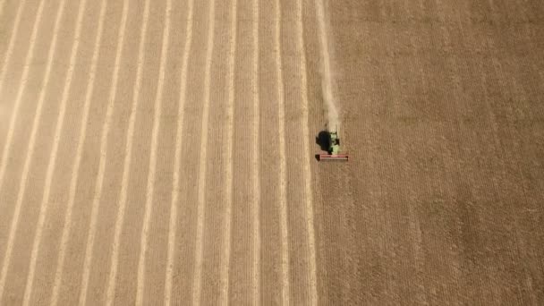 Un dron volando alto vuela sobre una cosechadora rastrillando girasol . — Vídeos de Stock