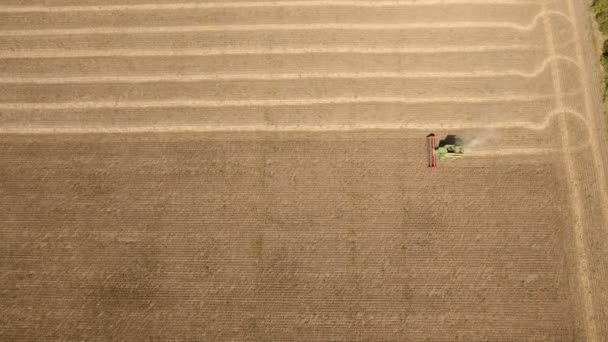 Un drone volant très haut survole une moissonneuse-batteuse qui récolte du tournesol . — Video