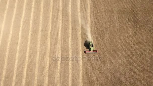 Een hoog vliegende drone vliegt over van een combine harvester verzamelen zonnebloem. — Stockvideo