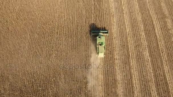 Aerial shot of a green combine harvester raking sunflower on a sunny day — Stock Video