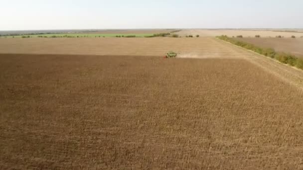 Aerial shot of a big combine harvester raking sunflower on a sunny day — Stock Video