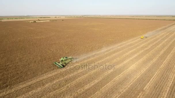 Tiro aéreo de uma colheitadeira moderna coletando grãos de trigo no verão — Vídeo de Stock