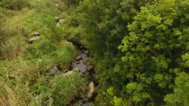 Una Vista Emocionante Delgado Río Negro Cuyas Orillas Están Cubiertas — Vídeo de stock