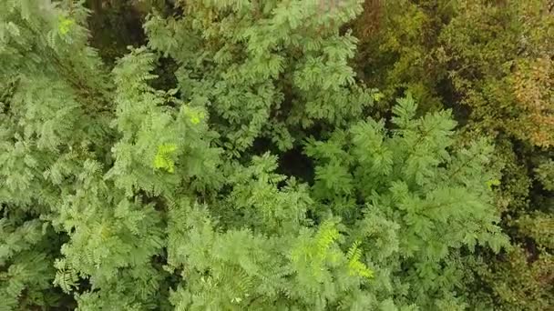 Uma Vista Impressionante Olho Pássaro Árvores Verdes Altas Ruínas Alguma — Vídeo de Stock