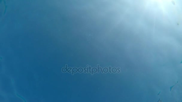    Une vue passionnante d'un soleil brillant avec des rayons de soleil lumineux tournés du point de vue vers le bas forme sous l'eau. Un poisson solitaire nage jusqu'à un caméraman .