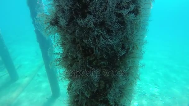 Původní Pohled Některých Kovový Stožár Pokryté Chaluhy Moři Mediterraneal Tyrkysovou — Stock video