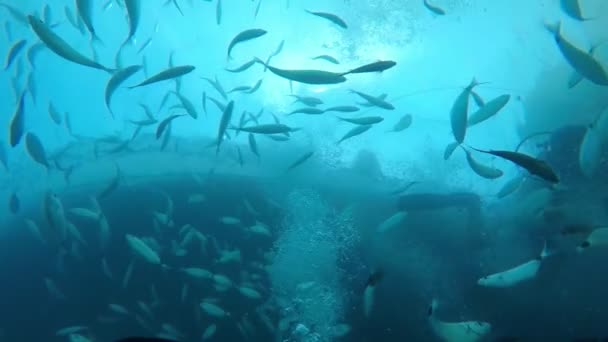 Original Underwater View Two Scuba Divers Feeding Shoal Silver Fish — Stock Video