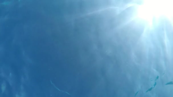 Sparkling Sun Rays Shot Underwater Perspective Mediterranean Sea Artistic View — Stock Video