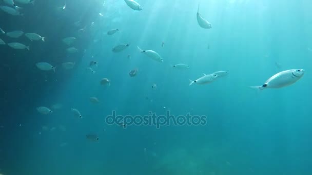 下水中に印象的なショット スローモーションで夏には明るい太陽の光の下で群れで泳いでいる魚を見て 大シルバー — ストック動画