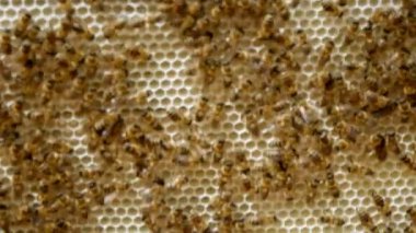      Yaz aylarında tam arılar balmumu ve bal ile altıgen beecombs etkileyici bir görünüm bir artış ahşap tahta kaplı                          