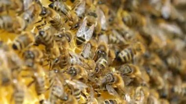 Üst üste proteckting onların beemother sürünerek arılar yüzlerce çarpıcı bir manzara. Heyecanlı ve kovan ile enerjik görünüyorlar.