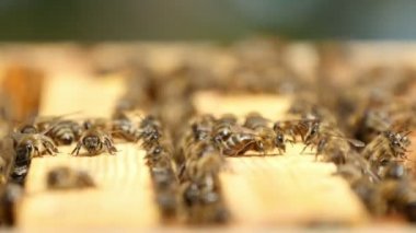 Sürünen ve yırtmaçlı ve Yuvaları beecomb panoları bal ve balmumu yaz aylarında arasında uğultu arı sürüsü heyecan verici bir bakış.