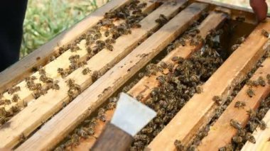 Çizgili arı antenleri ve arıcı alarak beecomb kıpır kıpır yüzlerce heyecan verici bir görünümünü kurulu.    