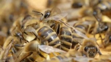 Uğultu arı sürüsü üzerinde bir arı kovanı sarı ve beyaz beecombs                                                   