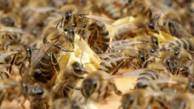 Bir arı kovanı sarı ve beyaz beecombs üzerinde zahmetli arı sürüsü                                                   