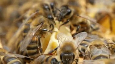 Çizgili arı arı kovanı sarı ve beyaz beecombs swarm                                                   