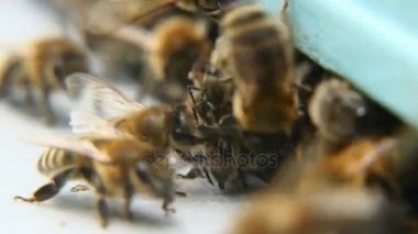 Arılar yaz aylarında bir arı kovanı girişinde kaynıyor. Polen getirdiler.                                         