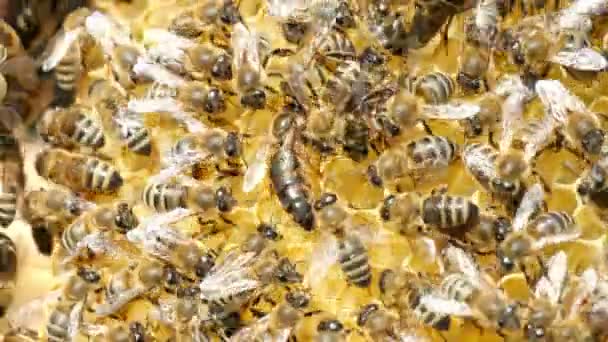 クロールと黄金六角形健康蜂蜜 ワックスの完全で木の板にハミング賑やかなストライプのミツバチの群れの景色 — ストック動画