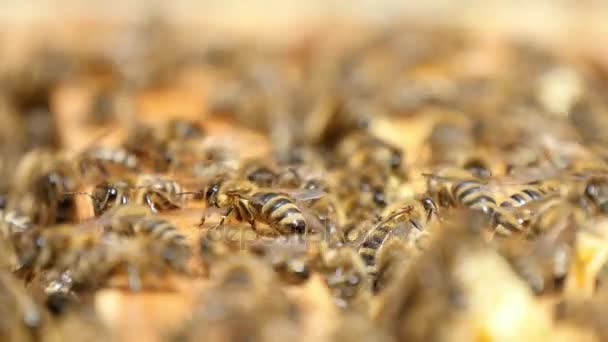 Úžasný Výhled Roj Včel Plíživé Hučení Štěrbiny Otvory Mezi Beecomb — Stock video