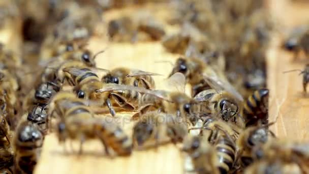 一个令人鼓舞的看法 一群渴望和条纹的蜜蜂在木板上爬行和嗡嗡作响的金色蜂蜜和健康的蜡在养蜂 — 图库视频影像