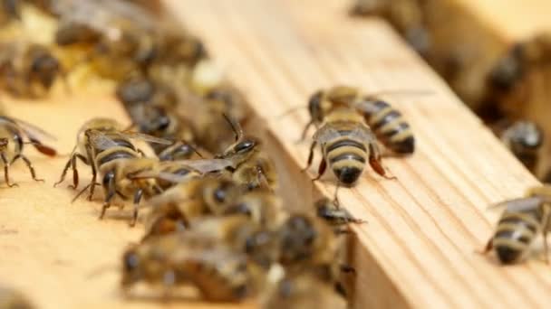 Una Vista Original Enjambre Abejas Laboriosas Rayadas Arrastrándose Zumbando Las — Vídeos de Stock