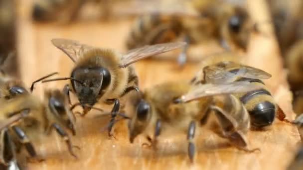 Una Vista Impresionante Una Docena Abejas Rayadas Moviendo Sus Antenas — Vídeo de stock