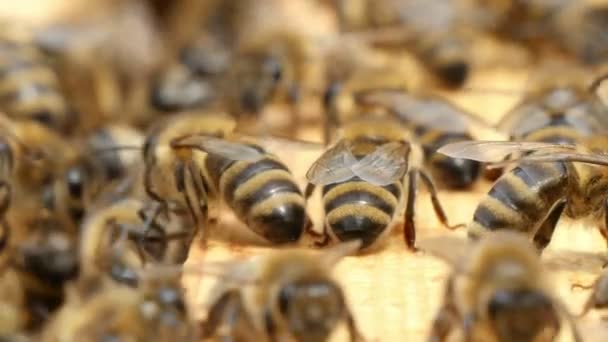 Cientos Abejas Zumban Zumban Dentro Colmena Verano Trajeron Polen Tierno — Vídeo de stock