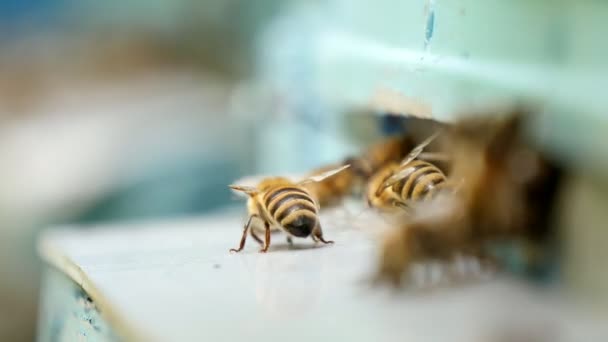 Les Abeilles Laborieuses Volent Dans Trou Bleu Ruche Par Une — Video