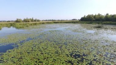 Hava atış sıçrama-dock, zambak, ile kaplı Dnipro Nehri'nin günbatımında düşük bir kuş bakışı bir vahşi görünümlü yüzey Dnipro Nehri'nin kamışı. Reed, sıçrama stokları, saz ile erken bir günbatımında kaplıdır.