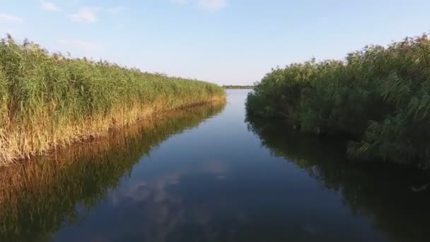 Vue aérienne d'un afflux de la rivière Dnipro. Il est limité par deux murs de carex Une vue à couper le souffle d'un afflux étroit de la rivière Dnipro traversant les murs denses de carex, de canne et de roseau en été 