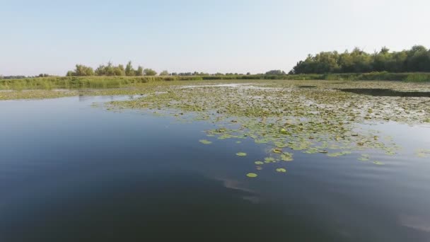 空中拍摄的 Dnipro 河覆盖的小岛飞溅 船坞在日落的低鸟瞰的 Dnipro 河粗糙的表面看 它是覆盖着百合 飞溅码头 芦苇在早期的日落 — 图库视频影像