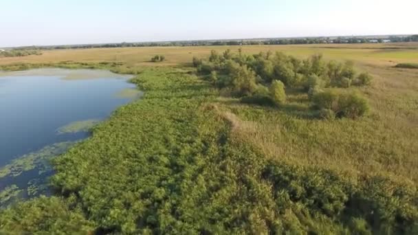 Vista Aérea Orilla Salvaje Del Río Dnipro Cubierta Humedal Floreciente — Vídeos de Stock