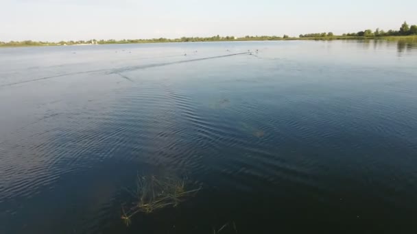 空中拍摄的鸭子从一个低飞的无人驾驶飞机在日落 Dnipro 的原始看法的野生鸭飞走的 Dnipro 河上覆盖着补丁的湿地在灿烂的夕阳在夏季 — 图库视频影像