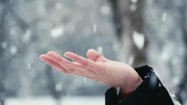 女性の手は ロマンチックな表示を伸ばして女性手の雪に覆われた冬の素晴らしい公園で雪の結晶をキャッチします 素敵な手入れに見えます 冬の魔法の公園に輝く雪の結晶をキャッチします — ストック動画