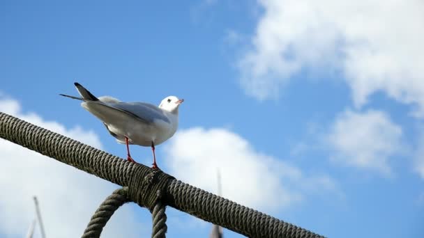 Een Witte Zeemeeuw Zit Een Metalen Touw Opent Zijn Bek — Stockvideo