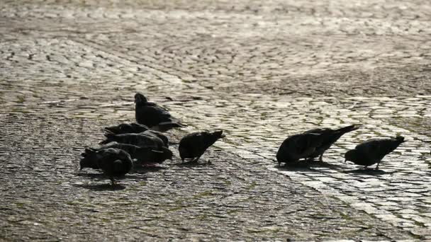 Graue Tauben Picken Herbst Auf Einem Kopfsteinpflaster Platz Paris Samen — Stockvideo