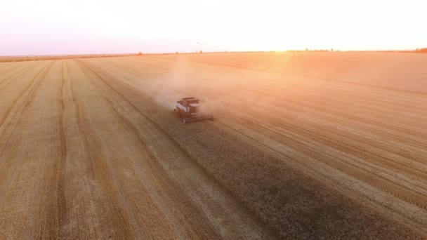 Aerial Shot Modern Combine Reaping Wheat Golden Field Sunset Bird — Stock Video