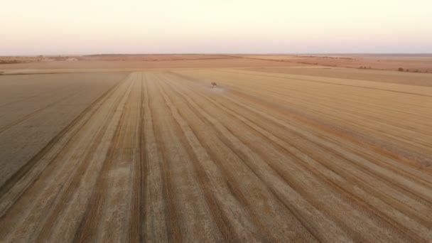 立派なストライプの小麦畑と夏に縞模様のフィールドに小麦を収集コンバインの日没の概観図ビューで小さいコンバインの空中ショットは それは大きな距離から近づいてドローンに追われて — ストック動画