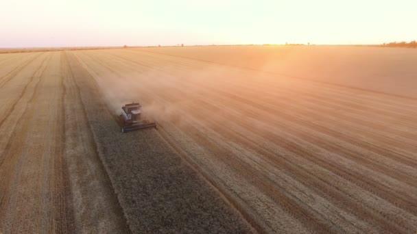 困難なの空中ショットは 夏の夕日 縞模様のフィールドに小麦を収集コンバインの日没の概観図ビューでストライプのフィールドで脱穀小麦を組み合わせます コンバインを収獲する最後の小麦ストライプ — ストック動画