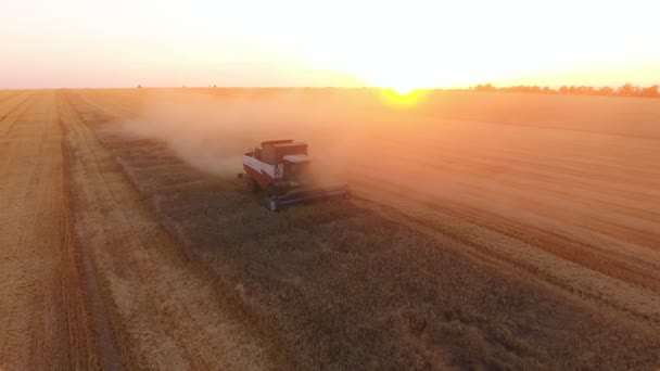 Želiezovce Słowacja Czerwca 2017 Ptaka Kombajn Zbierania Pszenicy Malownicze Pola — Wideo stockowe