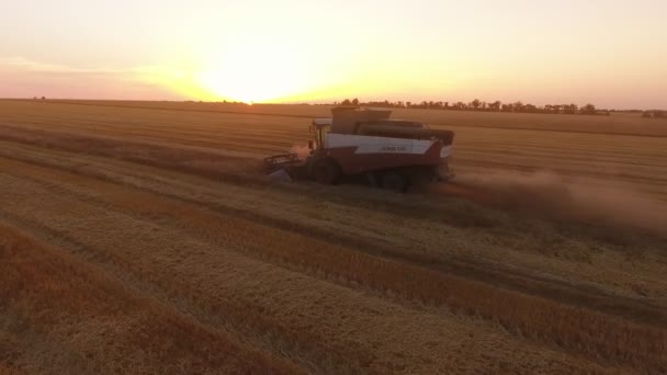 ニコラエフ ウクライナ 夏の夕日美しいフィールドで小麦を刈り取りコンバインの 2017 鳥の目のビュー ドローンは結合の側を撮影します — ストック動画