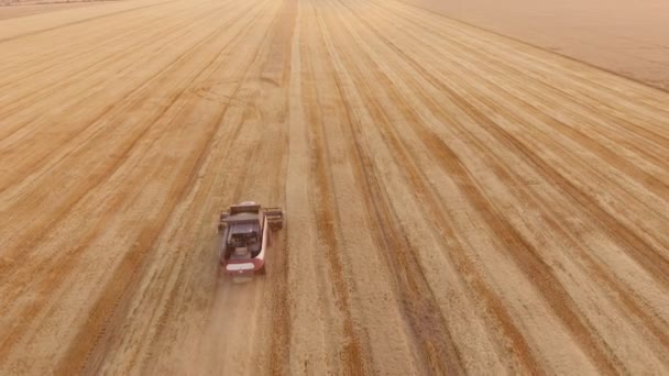 Légi Felvétel Aratás Kombájn Növények Agro Mező Alapján Egy Napsütéses — Stock videók
