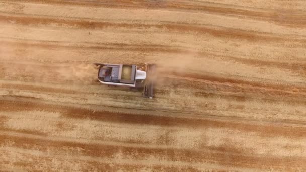 Luchtfoto Van Een Combine Harvester Verzamelen Gewassen Een Tarweveld Een — Stockvideo