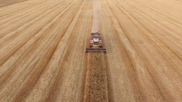 Vista Aérea Una Cosechadora Moderna Que Combina Cosecha Trigo Campo — Vídeo de stock