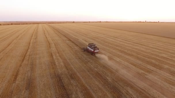 在阳光明媚的一天 一只联合收割机在田野上沿对角线移动的空中拍摄一只现代联合收割机的梦幻般的鸟瞰图 在夏季的黄金地里收割小麦 它在覆盖着稻草的田野上移动歪 — 图库视频影像