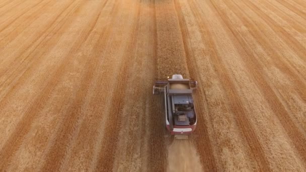 Luchtfoto Van Een Rode Witte Combineren Tarwe Oogsten Een Agrofield — Stockvideo